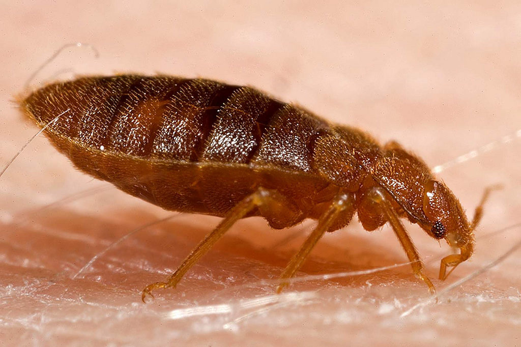 Don't Try and Get Rid of Bed Bugs on Your Own