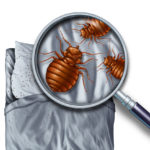 Bed bug exterminator