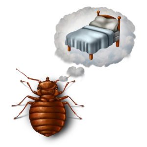 Bed bug exterminator