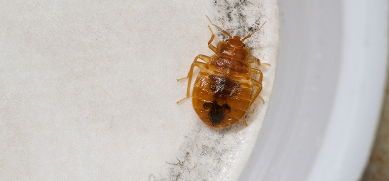 bed-bug removal